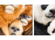 [Critique] Chine grandeur animale