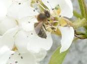 fusion Bayer-Monsanto Commission européenne l'adoptera yeux fermés