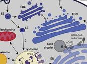 #trendsincellbiology #lysosome #métabolisme #lipides #transport Rôles émergents lysosome dans métabolisme lipides