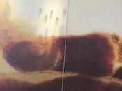 Musée l'Homme, Paris