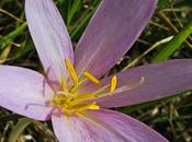 Colchique d'automne (Colchicum autumnale)
