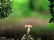 L'intelligence arbres, documentaire vous fera voir forêts autrement