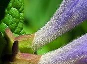 Scutellaire casque (Scutellaria galericulata)