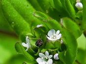 Mâche (Valerianella locusta)