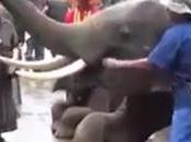 Surin, éléphants rendent hommage leurs moines pour Phansa (vidéo)