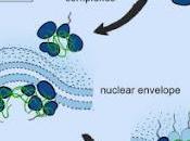 #cell #levure #PoreNucléaire #domaineFG domaines répétés sont stabilisateurs naturels structure Complexe Formant Pores Nucléaires