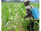 Cameroun Quels freins micro-assurance agricole