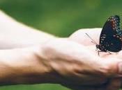 Disparition insectes catastrophe écologique imminente