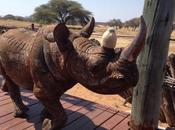 Namibia rhino