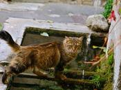 chat fontaine