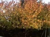 cerisier chez automne #automne #gard