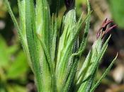 Œillet velu (Dianthus armeria)