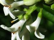 Troène commun (Ligustrum vulgare)