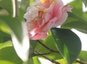 Camellia"Elsie Jury" tous records précocité