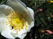 Rosier pimprenelle (Rosa pimpinellifolia)