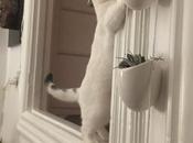 Trouver chat dans chaque photo