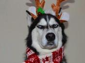 Anuko, chien plus grincheux monde pose pour Noël