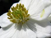 Anémone fleurs narcisse (Anemone narcissiflora)