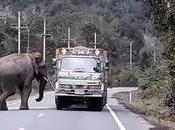 Thaïlande, patrouilles routières d'éléphants l'étude (vidéo)