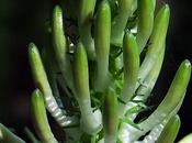Raiponce (Phyteuma spicatum)