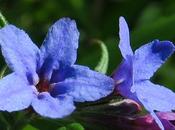 Grémil bleu-pourpre (Buglossoides purpurocaerulea)