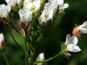 Bourse pasteur commune (Capsella bursa-pastoris)