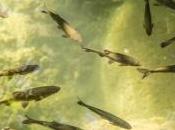 lacs Pyrénées pollués mercure truites d'élevage