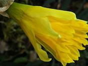 Coup froid pour Jonquille trop précoce