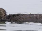 loutres sont pourritures.