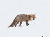 Renard roux chasse hivernale