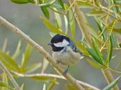 mésange noire l'accenteur mouchet