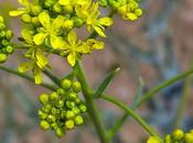 Pastel (Isatis tinctoria)