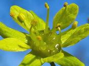 Érable plane (Acer platanoides)