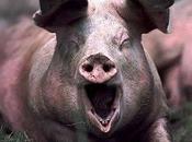 grogne dans bestiaire mobilisations sociales