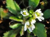 Drave printanière (Draba verna)