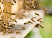 Pesticides L'Europe néonicotinoïdes "tueurs d'abeilles"