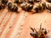 Nouvelle alerte disparitions d'abeilles