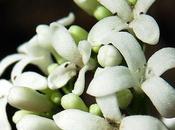 Aspérule odorante (Galium odoratum)