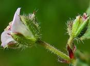 Géranium feuilles rondes (Geranium rotundifolium)
