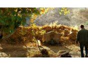 Cannes 2018 Critique Poirier sauvage fresque majestueuse