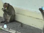 Vidéo: singes Lopburi font piscine