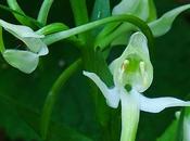 Orchis verdâtre (Platanthera chlorantha)