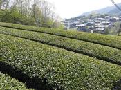 Sencha Wazuka cultivar Gokô