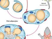 #trendsinendocrinologyandmetabolism #adipocytes #grossesse #lactation Adipocytes Roses