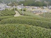 Sencha Asamiya, cultivar Kôshun