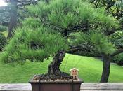 promenade ravissant jardin Happo-en Tokyo