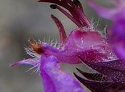 Germandrée petit-chêne (Teucrium chamaedrys)