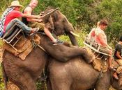 balader d'éléphant n'est commun...