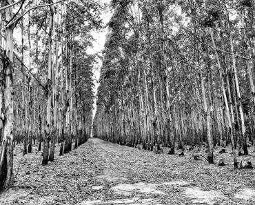 CHACONA, 13 enfants c’est vraiment beaucoup !
