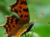 Robert diable (Polygonia c-album)